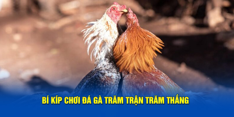 Đá Gà Bet88 Bí kíp chơi đá gà bách chiến bách thắng