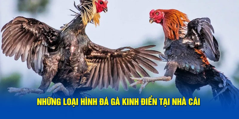 Đá Gà Bet88 Những loại hình đá gà kinh điển tại nhà cái