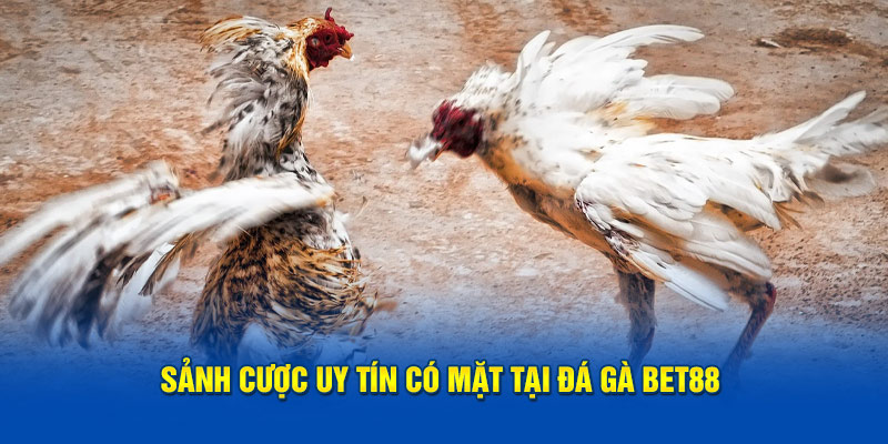 Đá Gà Bet88 Sảnh cược uy tín có mặt tại đá gà BET88