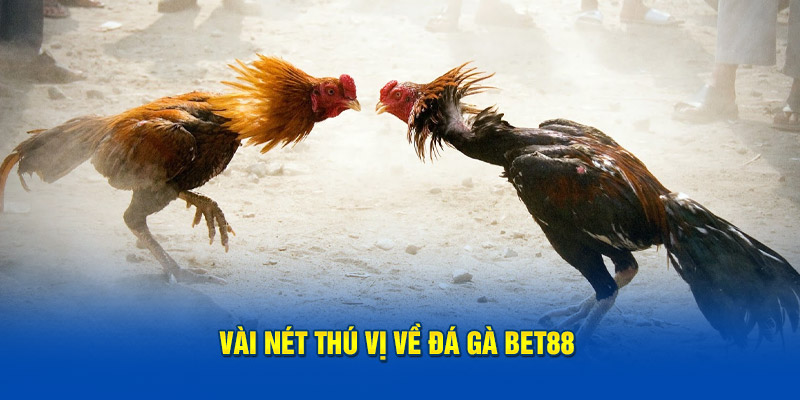 Vài nét thú vị về đá gà BET88 