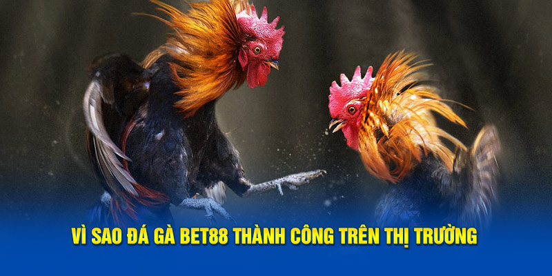 Đá Gà Bet88 Vì sao đá gà BET88 thành công trên thị trường